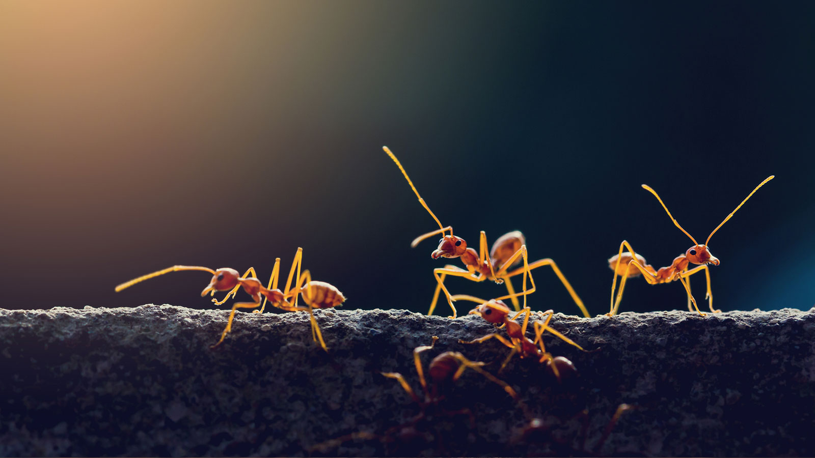 Ant Extermination in San Antonio