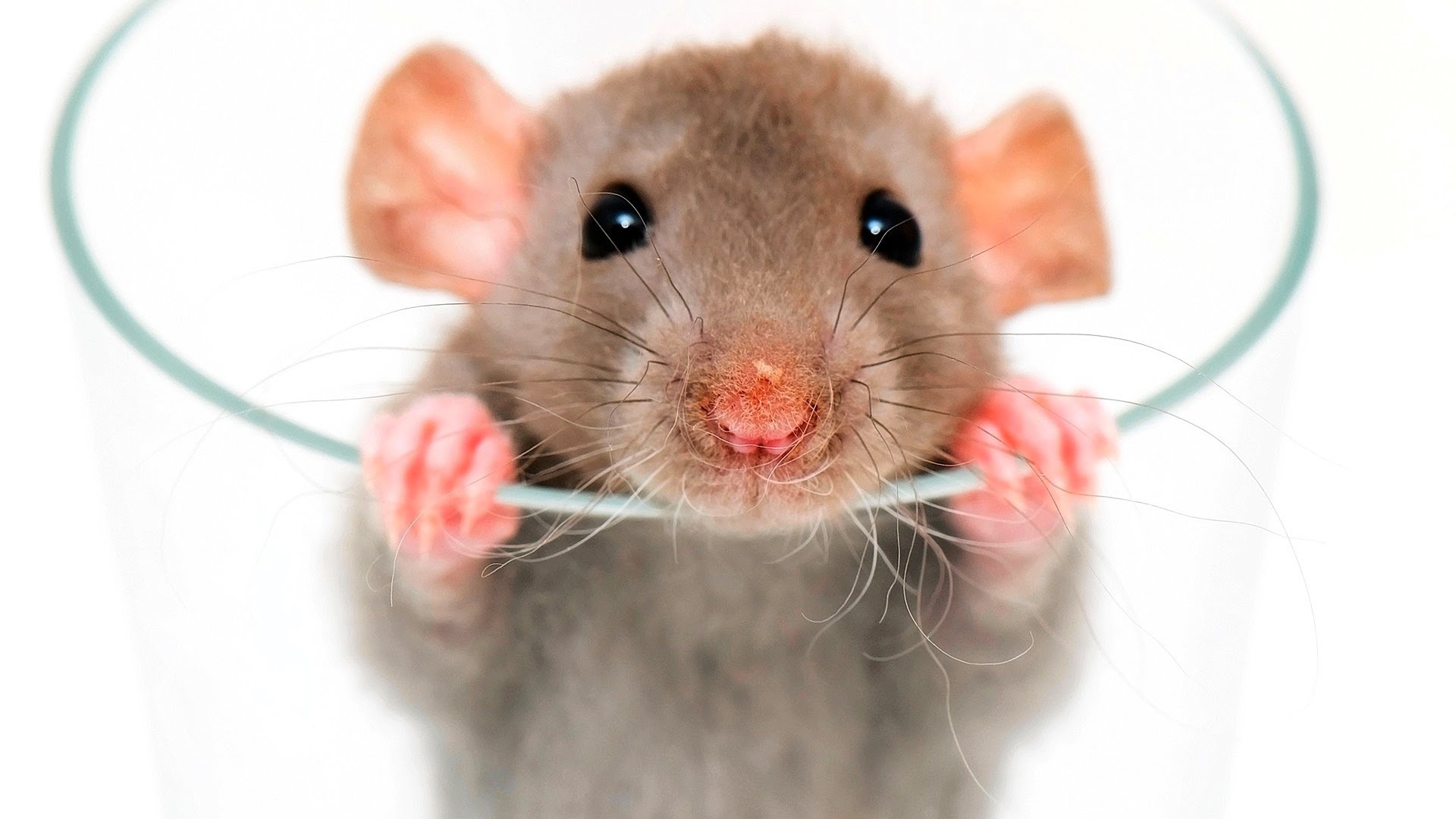 Rodents Removal in San Antonio