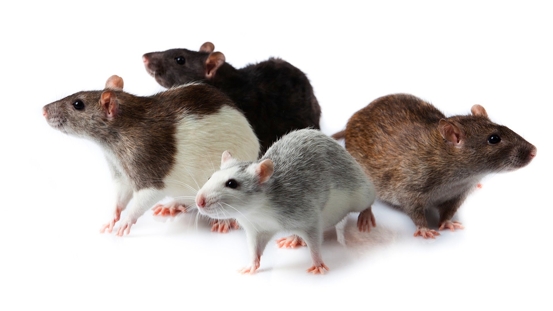 Rodents Removal in San Antonio