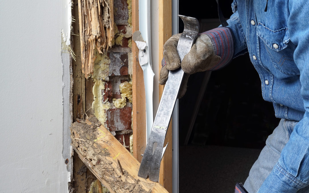 General Pest Control in San Antonio