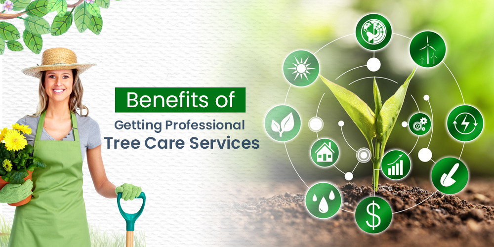Benefits Of Getting Professional Tree Care Services