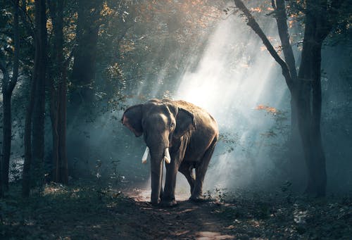 Wildlife Tour Packages in India 2020