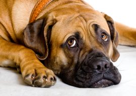 Boerboel breed