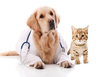 Global Animal Parasiticides Market Report - Impact Of Covid-19 And Benchmarking