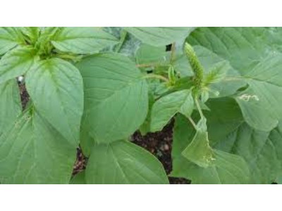 Amaranth Market Strategy, Segmentation Analysis and Forecast to 2027