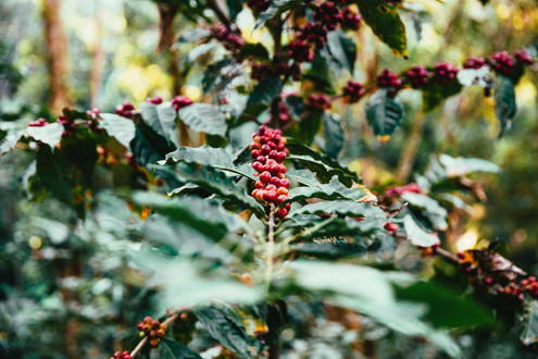 Top important thing to know about why Gourmet green coffee beans are best