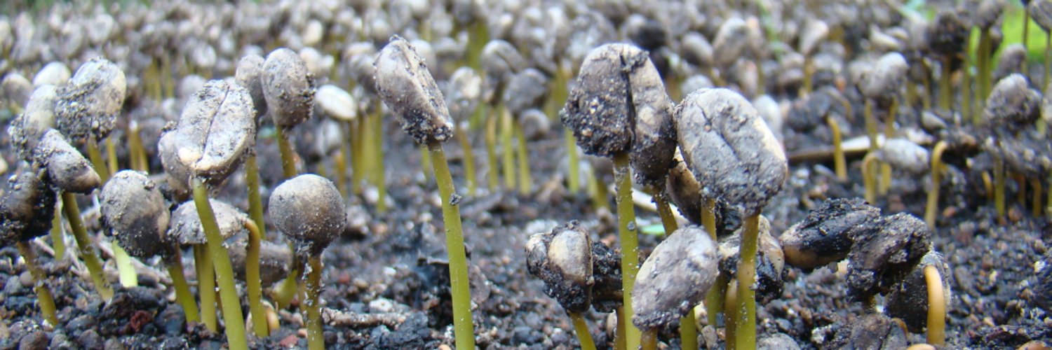 What Makes Arabica Coffee Beans Stand Out?