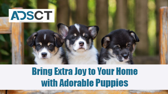 HOW TO WRITE EFFECTIVE ADS TO SELL YOUR DOGS