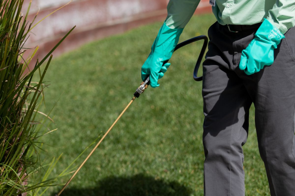 Pest Services in San Antonio