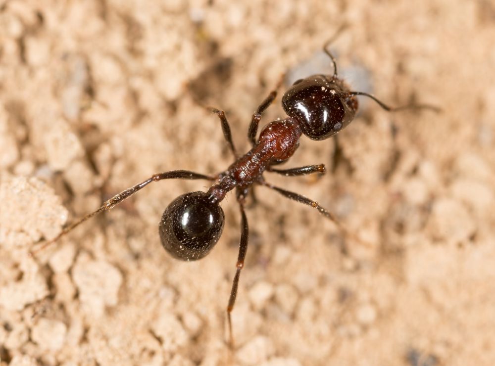 Best Ant Extermination in San Antonio
