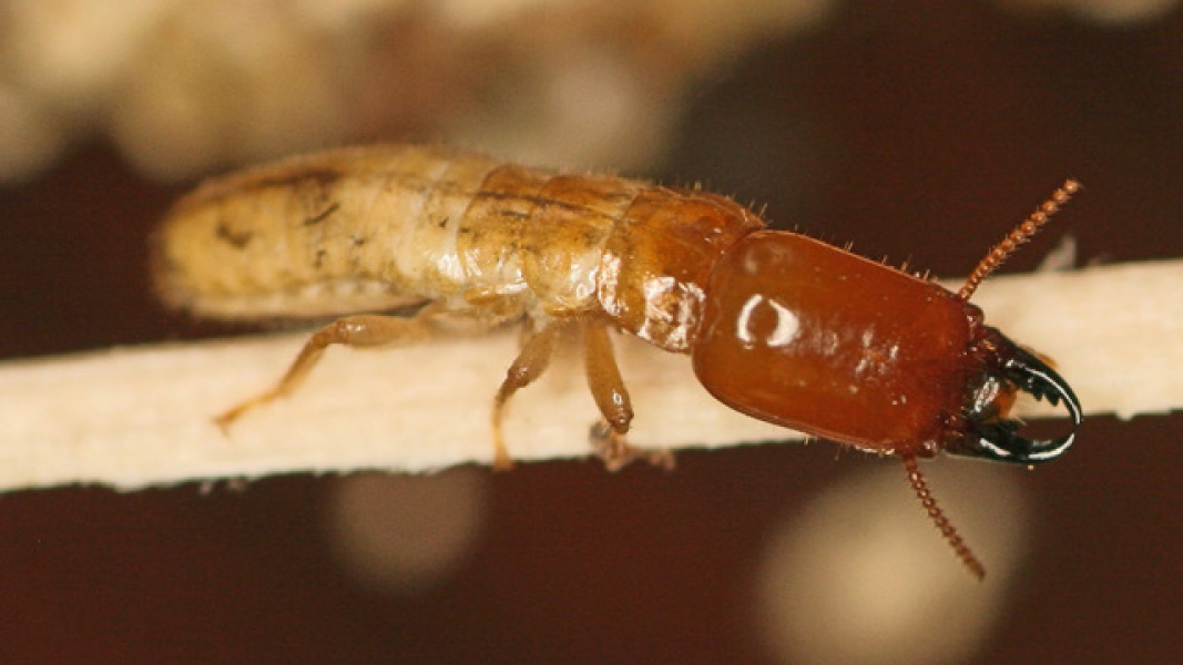 Termite Inspection in Converse TX