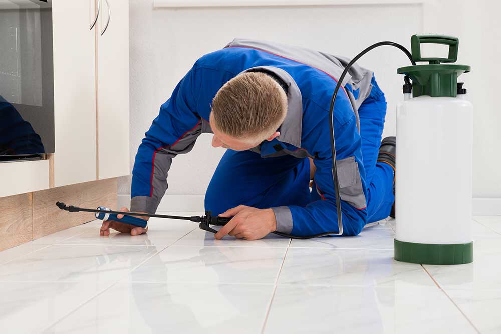 Best Pest Control in San Antonio