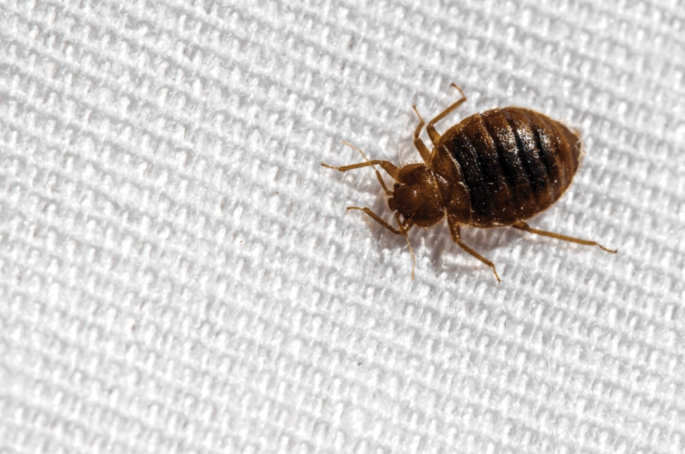 Bed Bug Control Spray San Antonio
