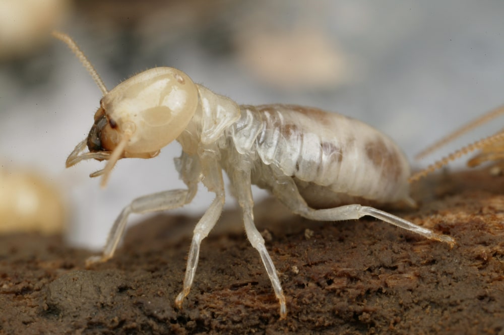 Termite Extermination Near Me