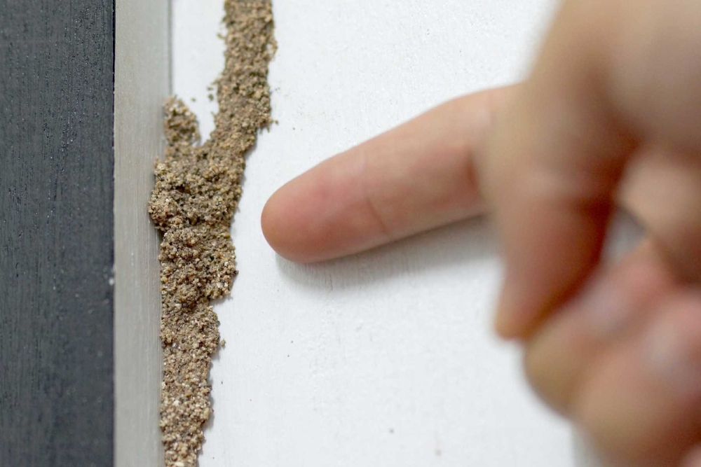 Termite Inspection in San Antonio