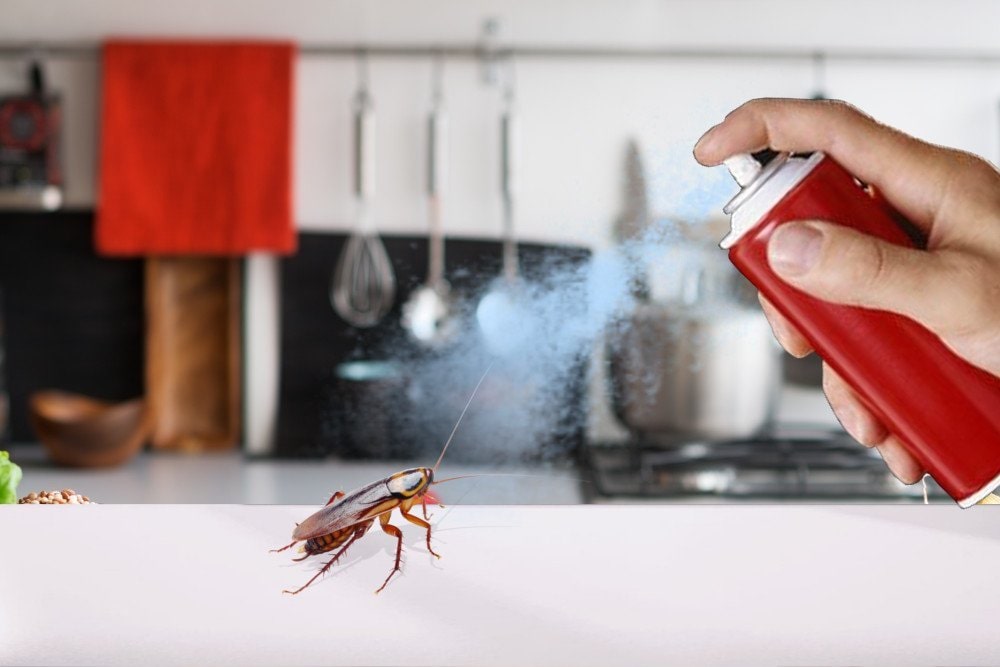 Cockroach Killer Spray San Antonio
