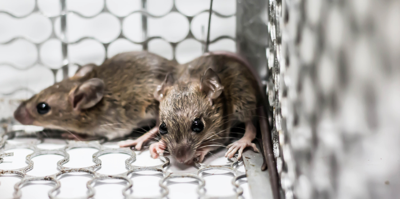 Rodents Removal in San Antonio