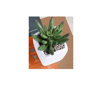 Print Design Chicago