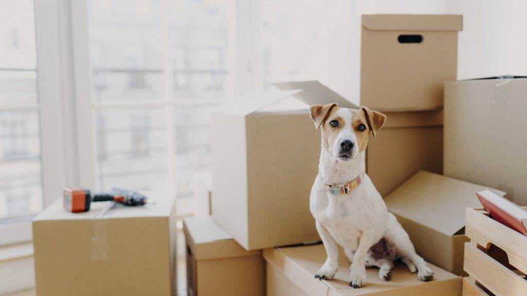 Guide to Choosing Right Pet Crate for Relocating Pets