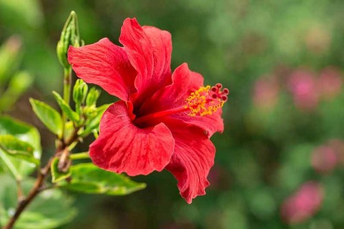 Hibiscus Flower Price, Hibiscus Flower Suppliers and Manufacturers