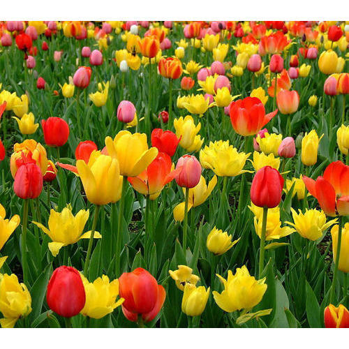 Flowering Plant Price in India, Flowering Plant Manufacturers and Suppliers
