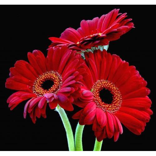 Gerbera Flower Price, Gerbera Flower Suppliers and Manufacturers