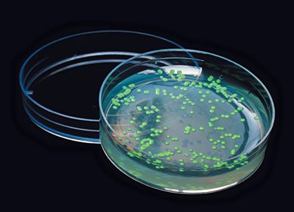 Fluorescent Protein-Related Assay Kits Market Growth, Trends, Industry by Latest Technology, Top Key Players, Regional Segment, Opportunities and COVID-19 Impact Analysis 2026