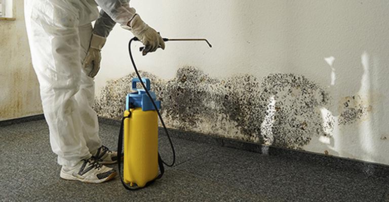 Mold Removal Services | Dgcleaning and Carpet Care