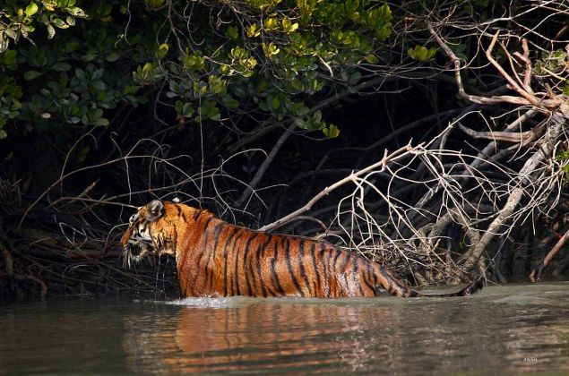 Houseboat Trip – A Must-Have Part of Sundarban Holiday Package