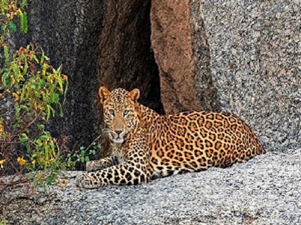 Explore the Hidden Secret of Unexplored Jawai Rajasthan Tour