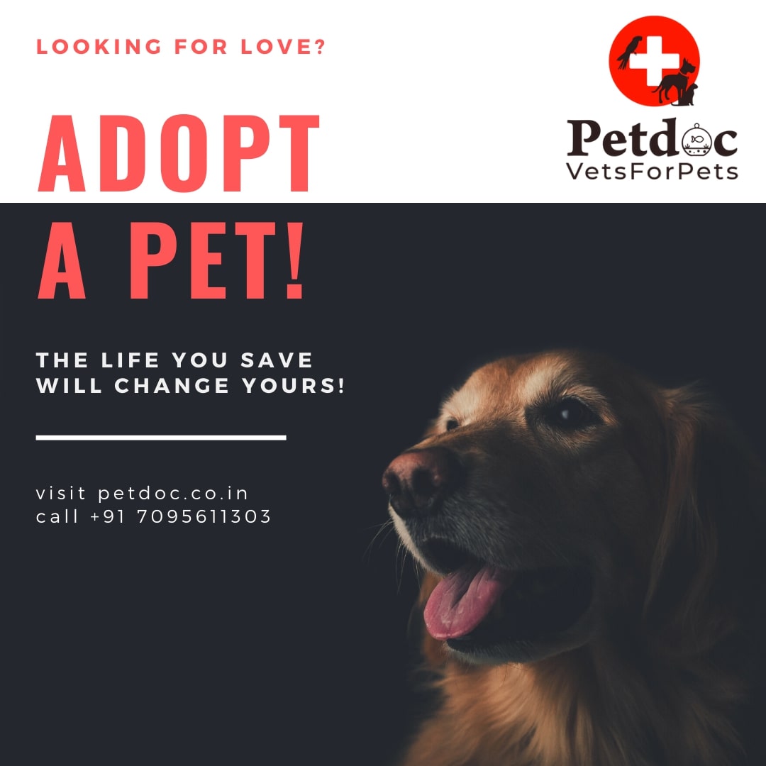 pet grooming services in hyderabad