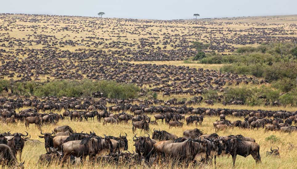 Serengeti National Park Tanzania