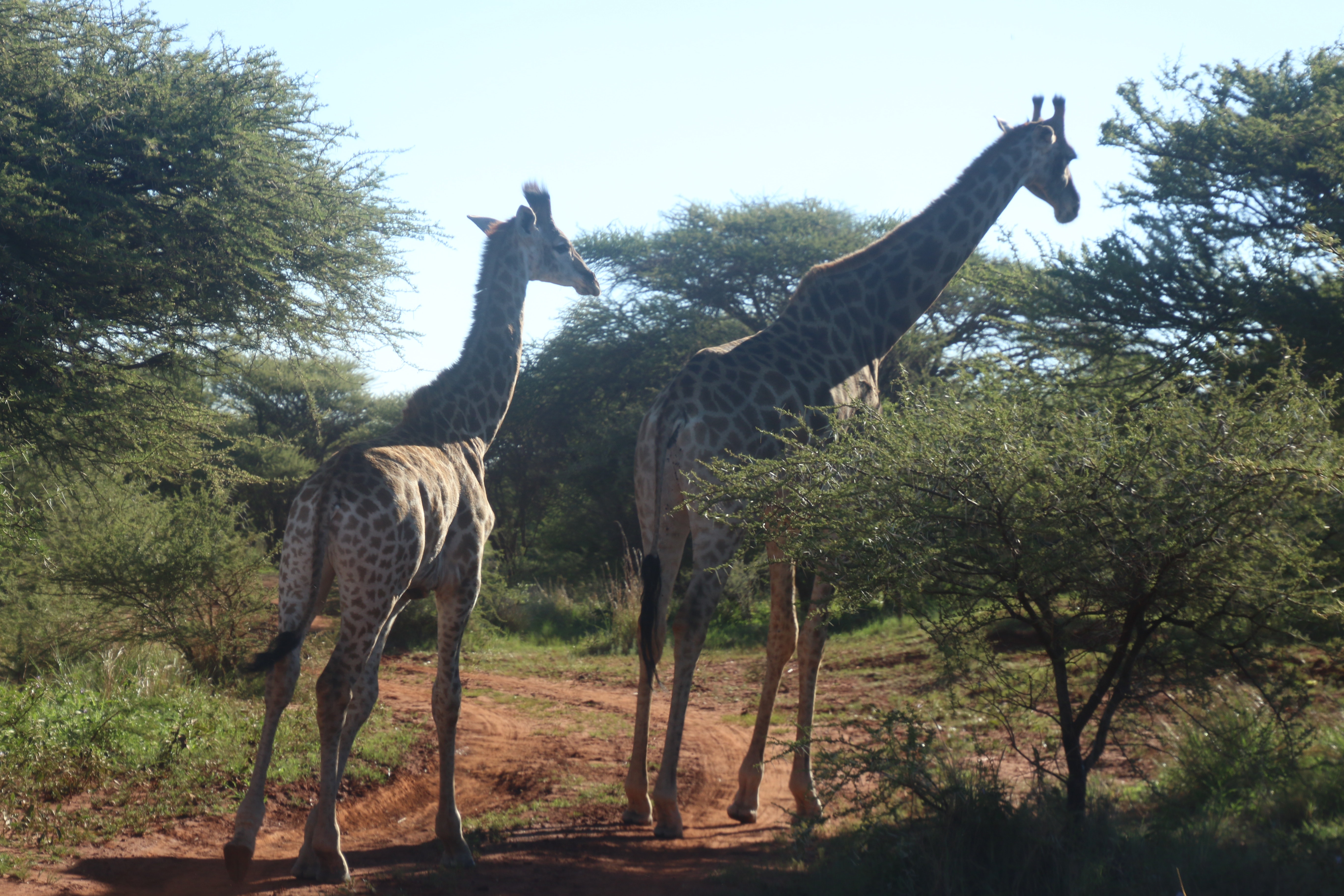 Serengeti National Park in Tanzania 2021