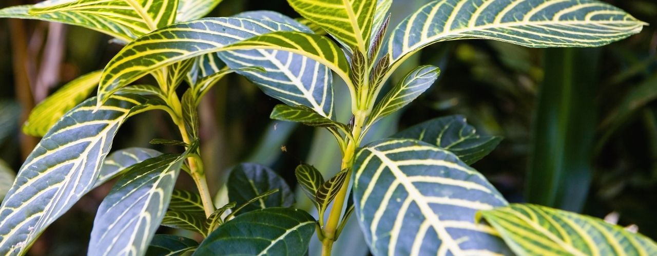21 zebra plant care instructions [aphelandra squarrosa indoors Guide]