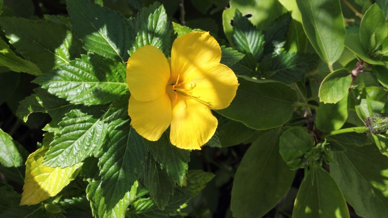 21 Causes + Fixes For The Hibiscus Leaves Turning Yellow