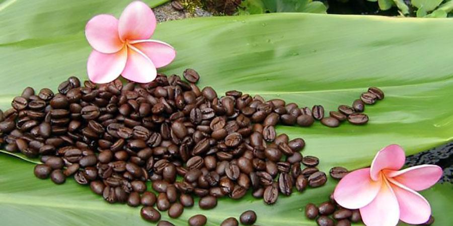 How To Prepare Kona Coffee By Keeping It Fresh