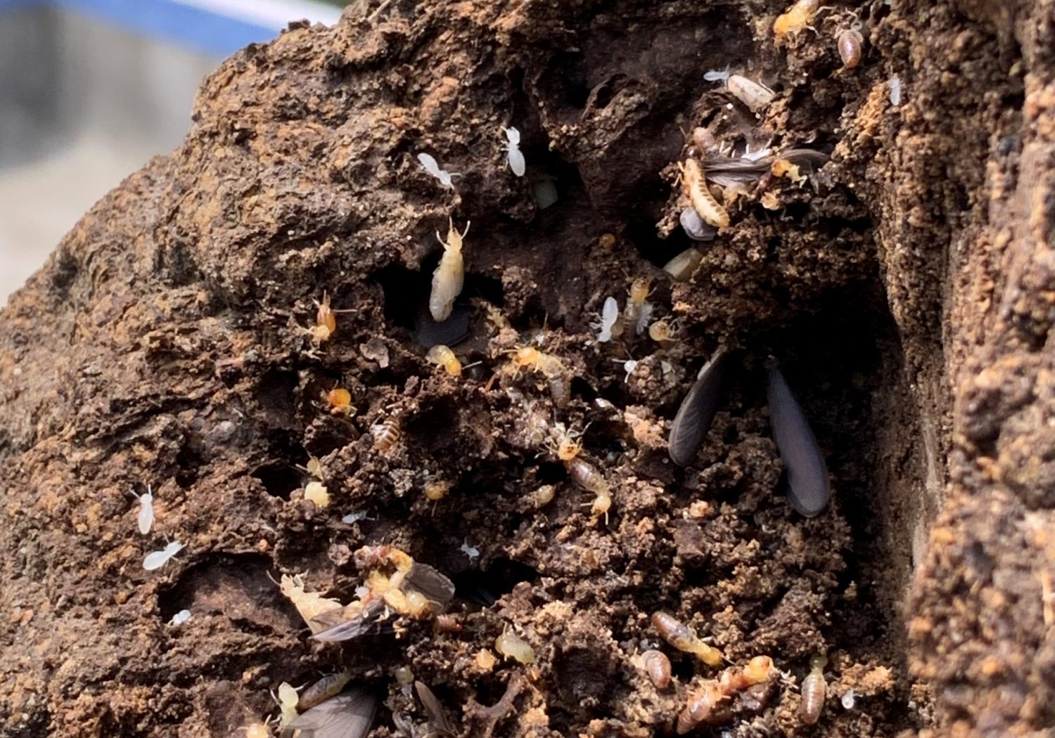 Get Rid of Pests & Termites Control