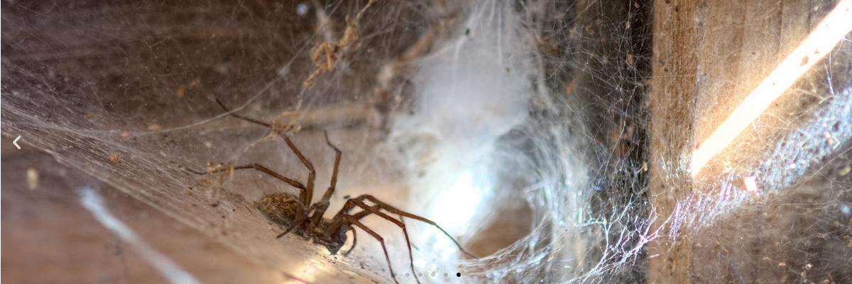 Brief Information on Fire Ants in Gold Coast