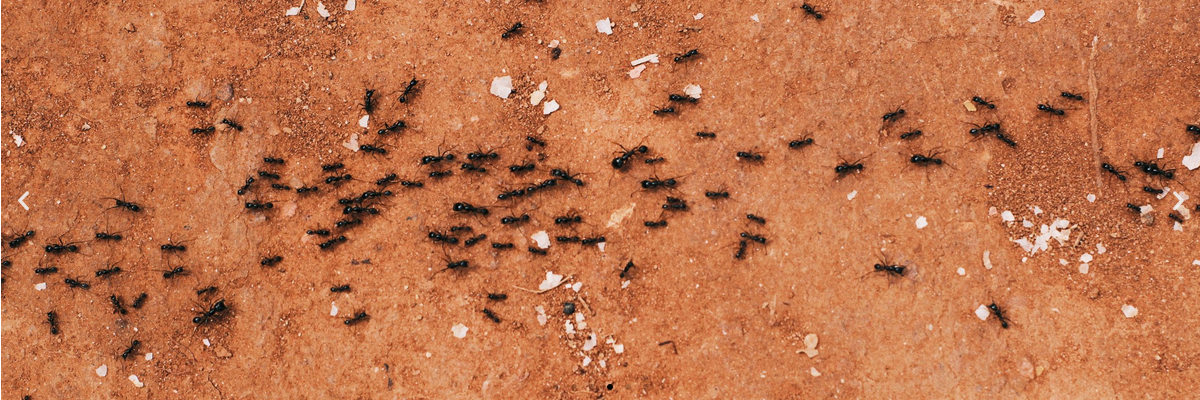 Termicides – Soldiers of Your Wooden Furnishings