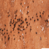 Protection Against Termites Using Termite Barriers