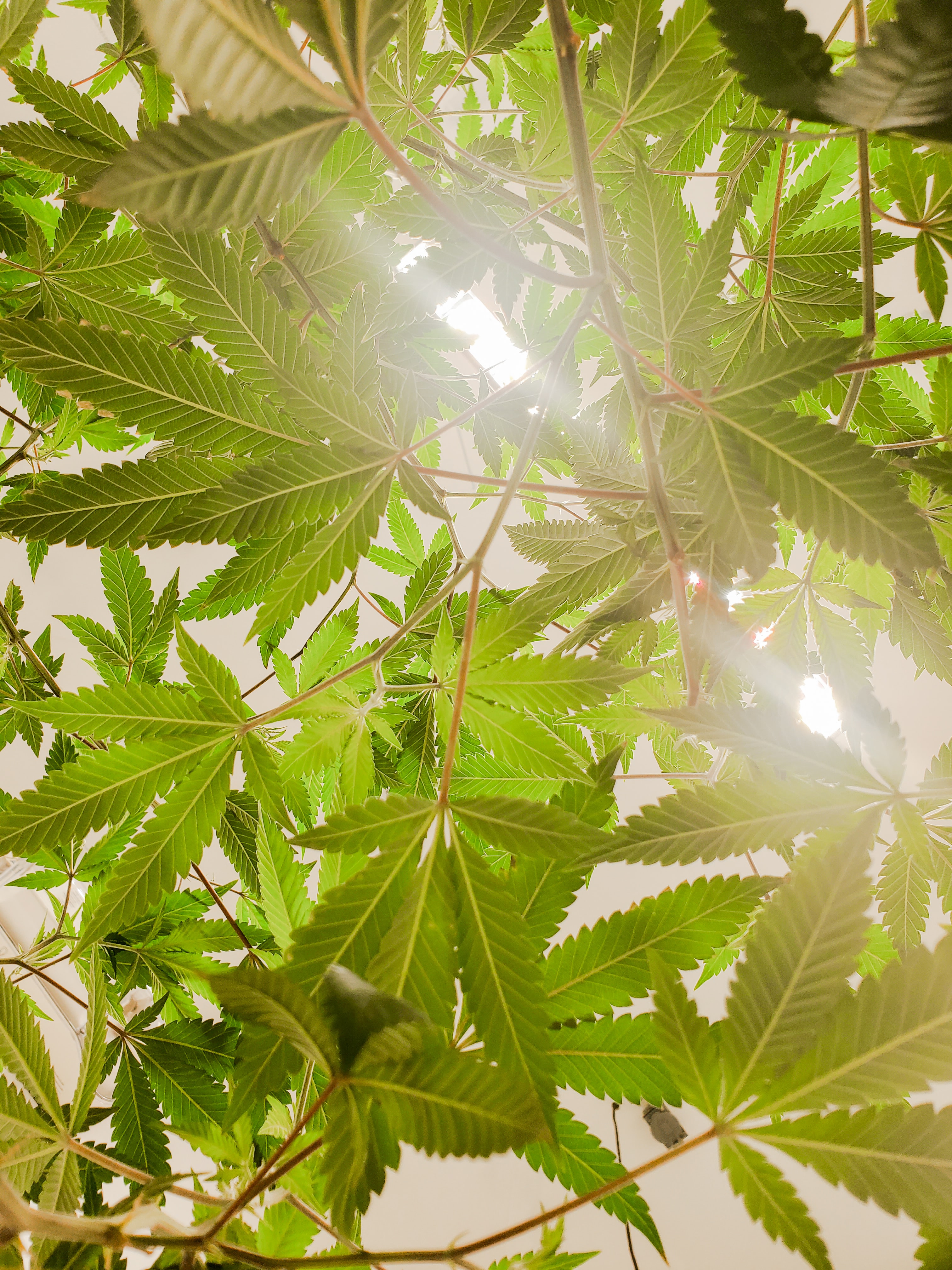 How to find certified medical marijuana doctors online?