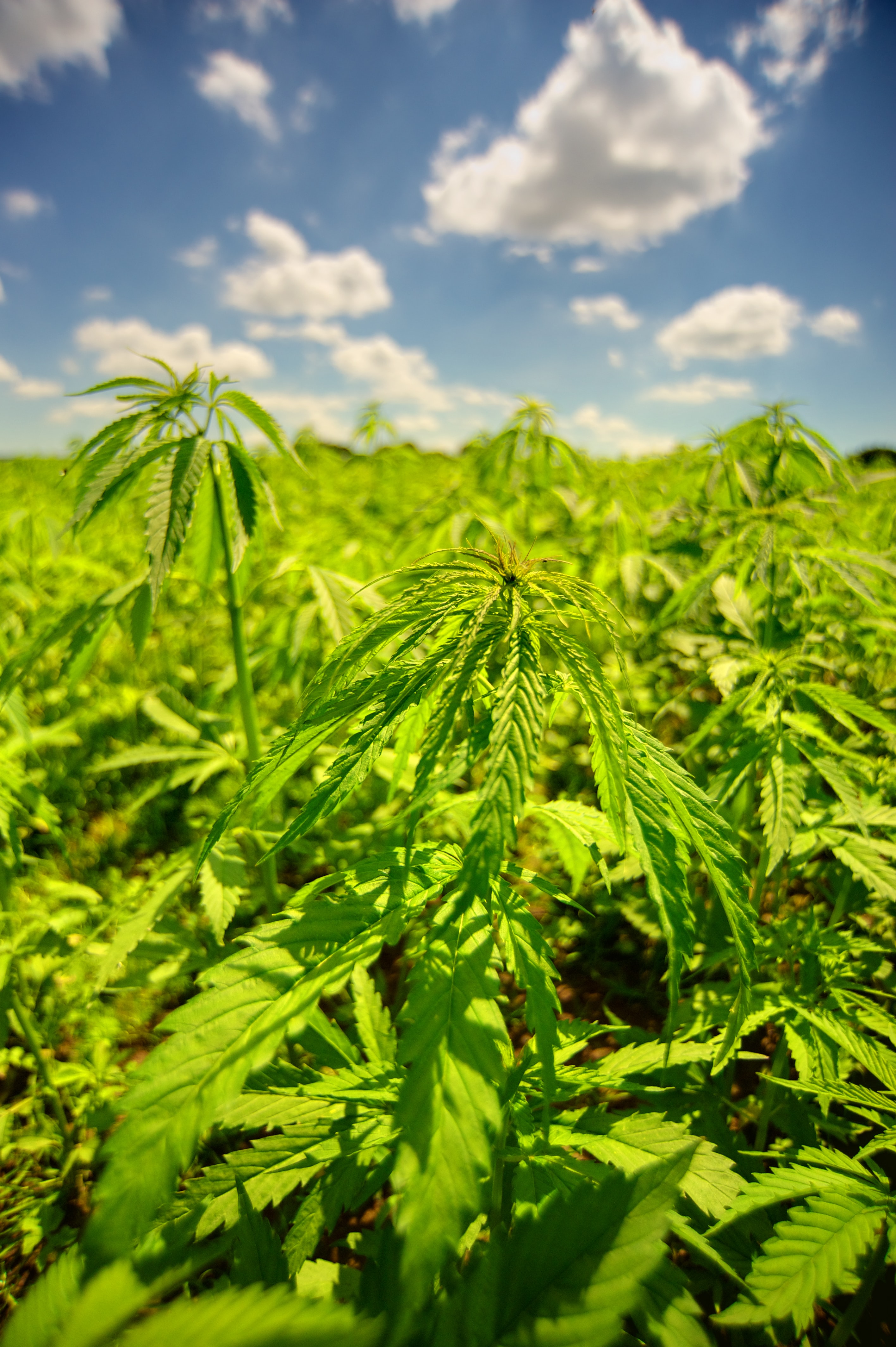 Read These Facts Before Going For Cannabis Card Renewal