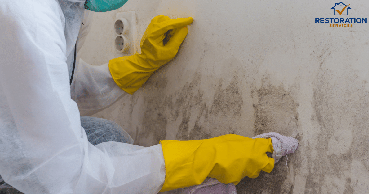 Mold Remediation Companies CT