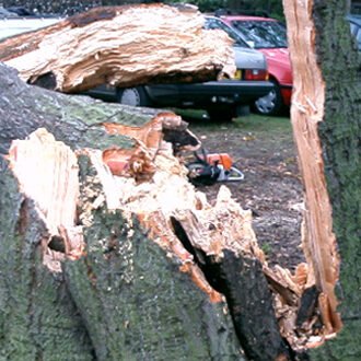 Tree Service Delaware County PA