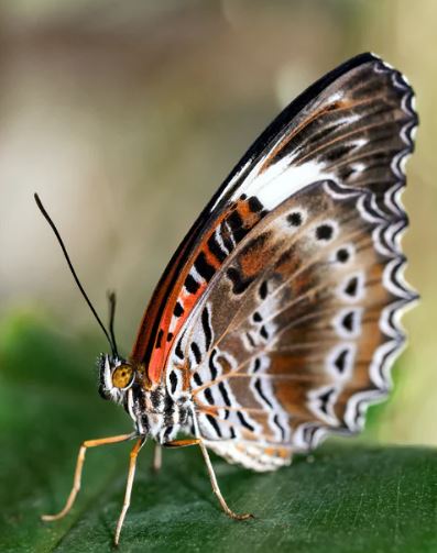 Assignment Help in Perth