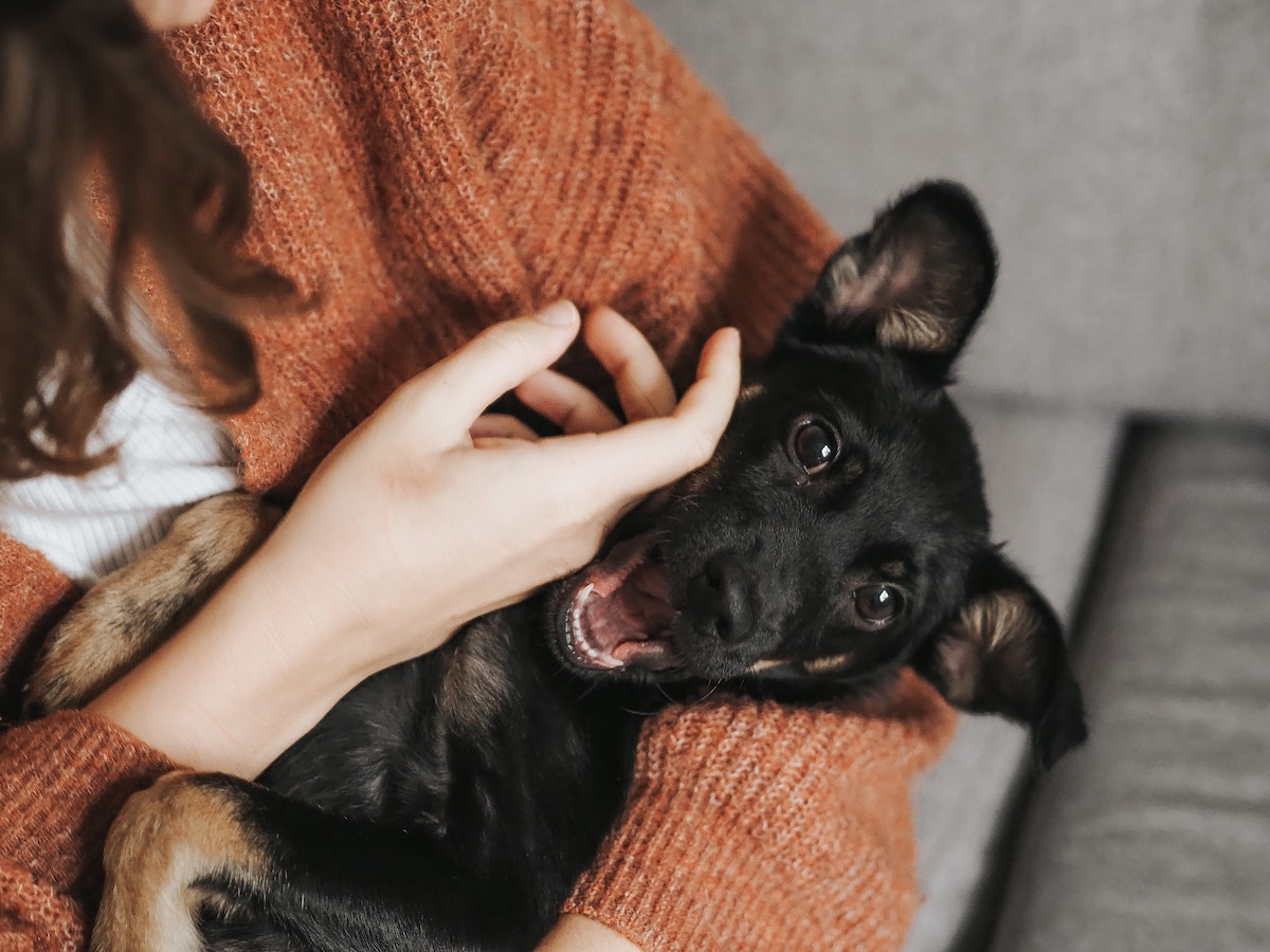 Unravelling The Mystery: Understanding Cushing's Disease In Dogs