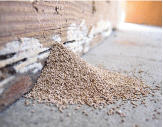 Top 3 Tips For Termite Control at Home