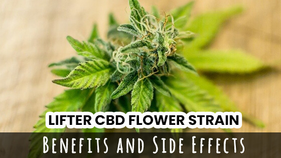 Lifter CBD Flower Strain – Benefits And Side Effects