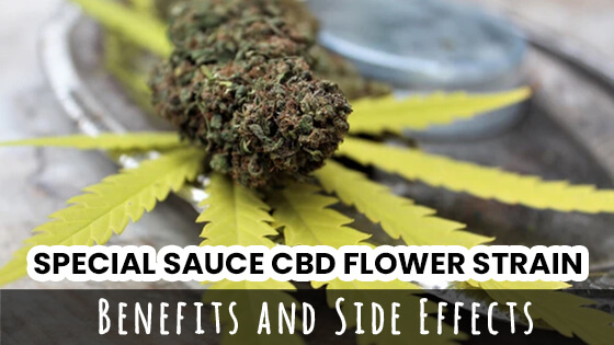 Special Sauce CBD Flower Strain – Benefits And Side Effects