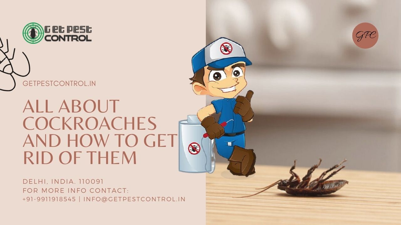 ALL ABOUT COCKROACHES AND HOW TO GET RID OF THEM